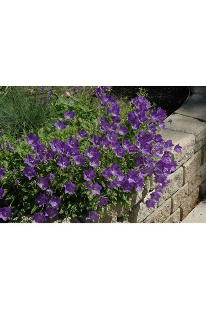 Дзвоники низькорослі